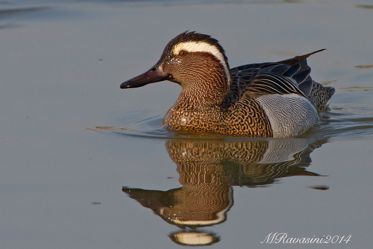 Marzaiola maschio adulto