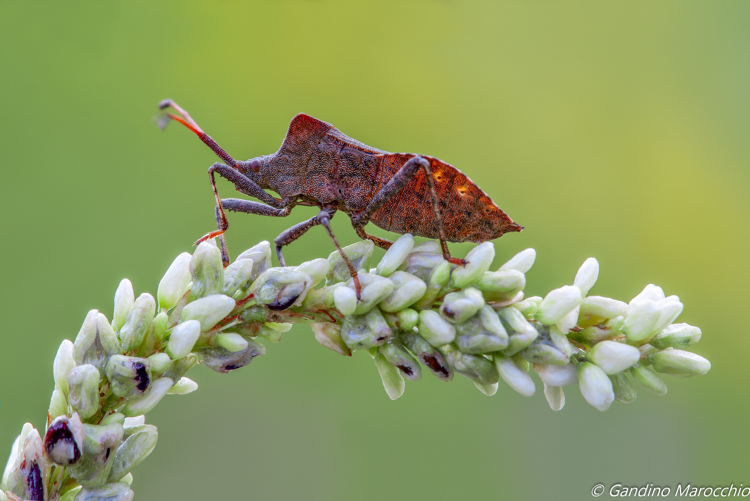 Gonocerus Acuteangulatus