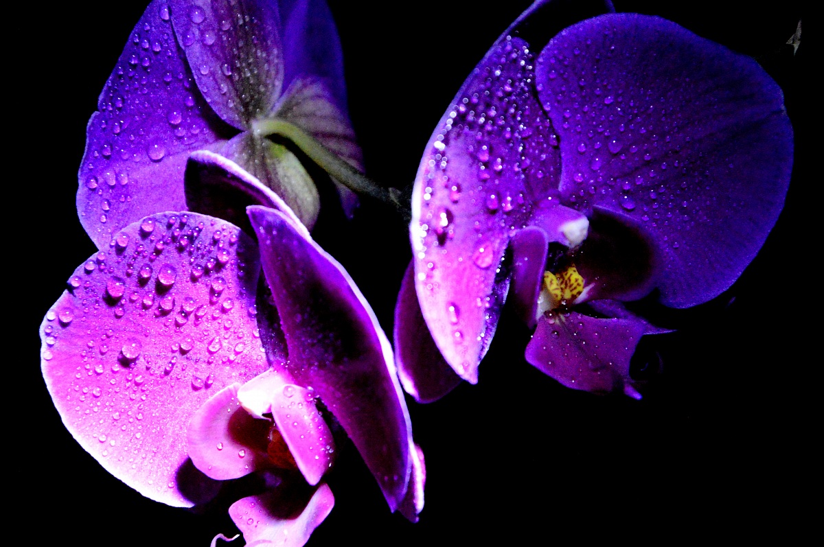 orchidea 1