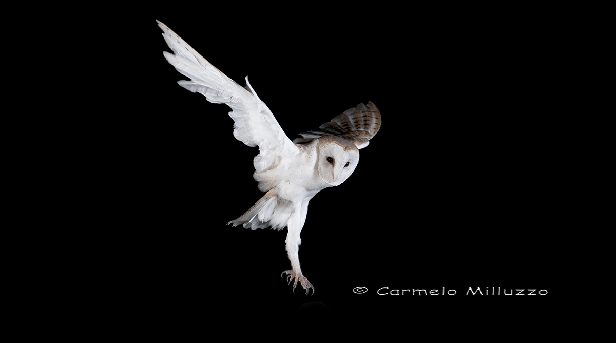 The grace of the Barn Owl (Tyto alba)