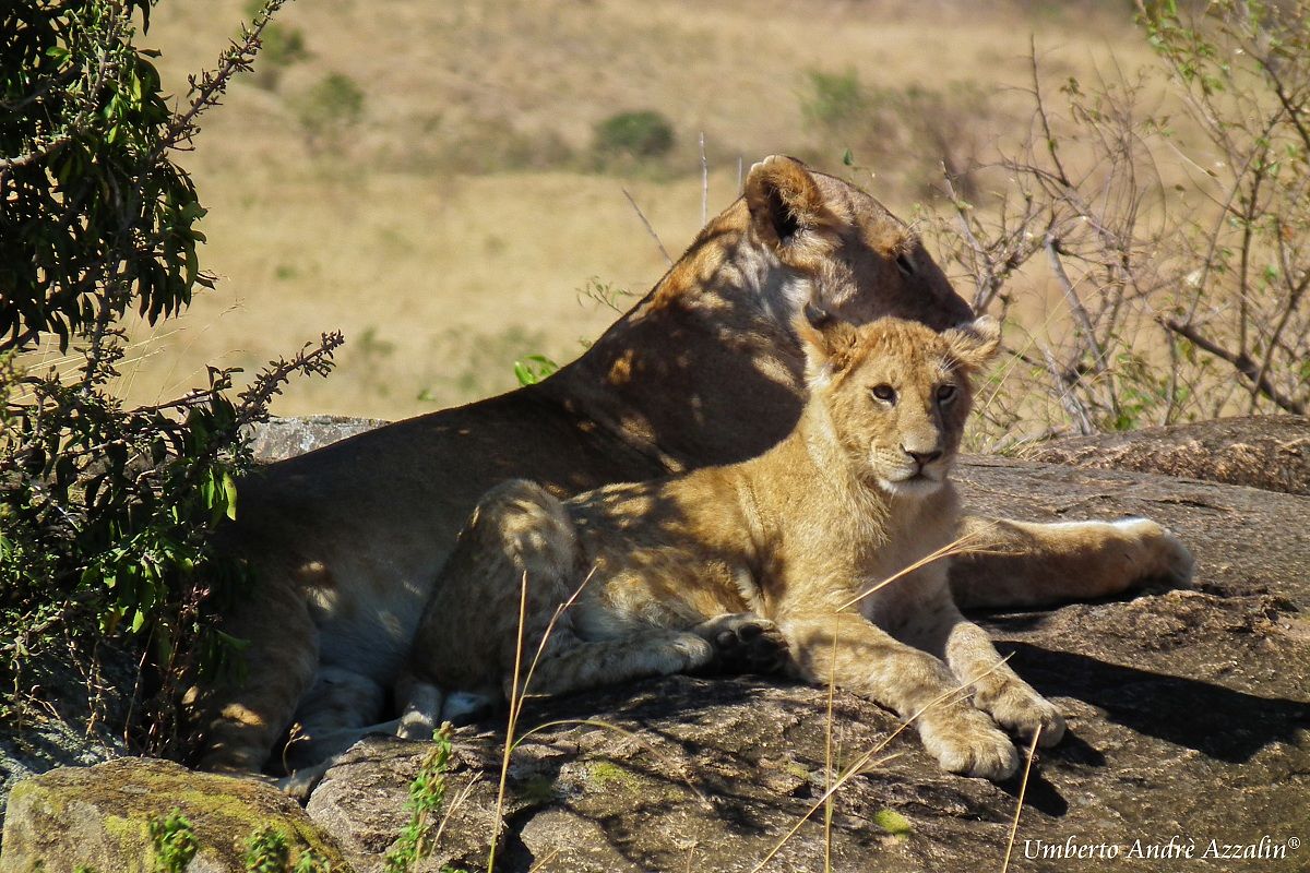 lioness and cub