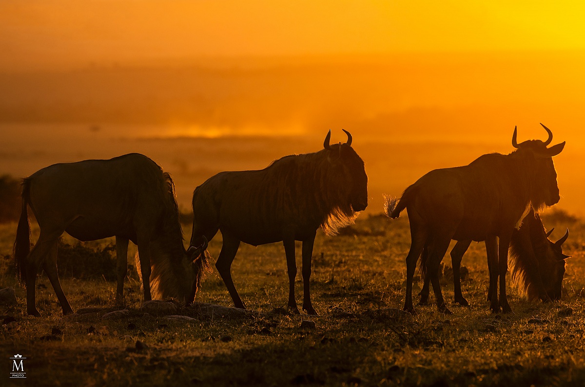 Gnu al Tramonto.