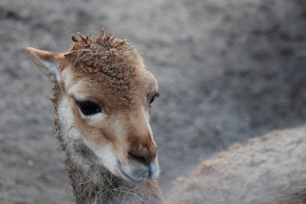 cucciolo di lama