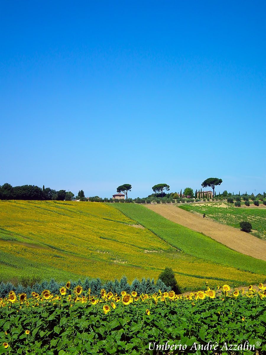 Sunflowers in Val di Chiana