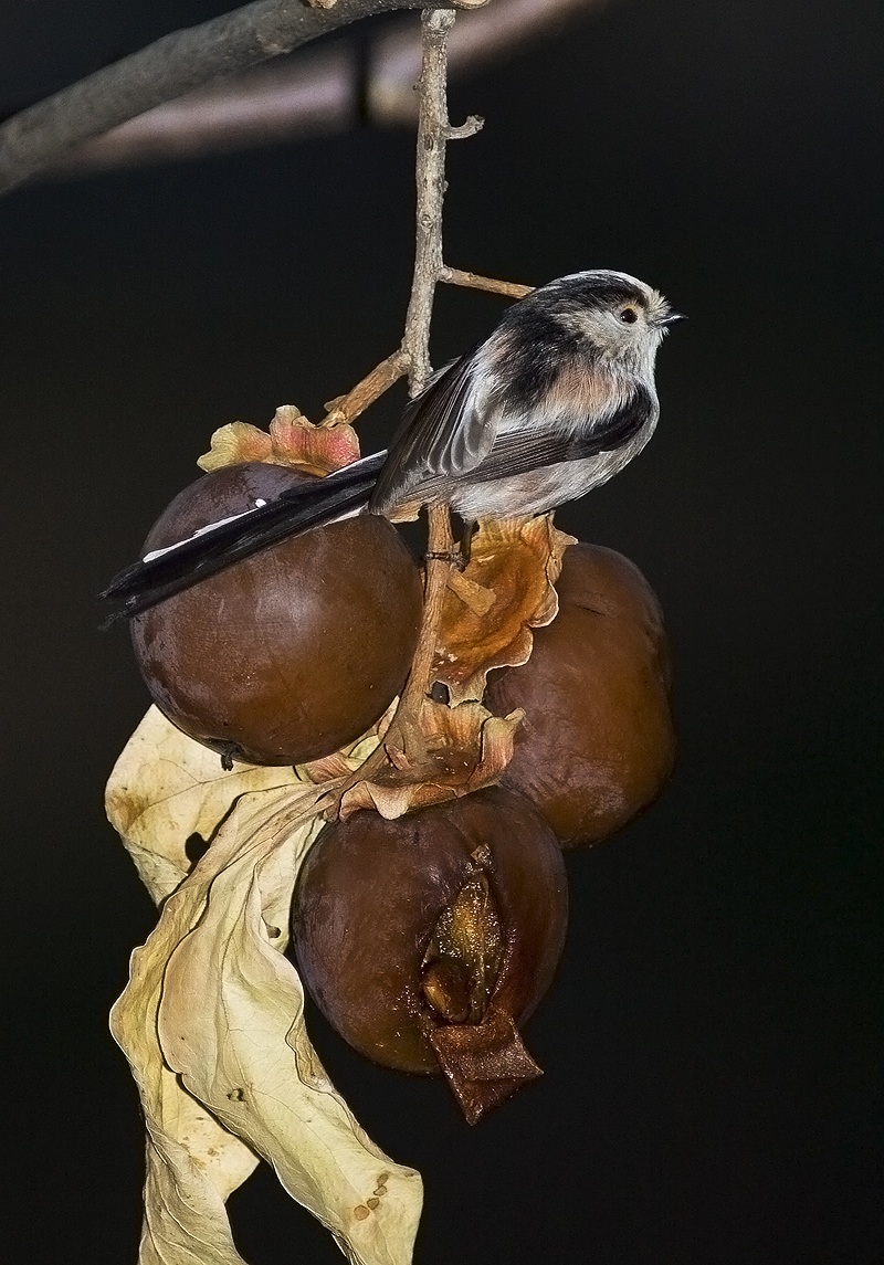 codibugnolo e cachi ...stagionati