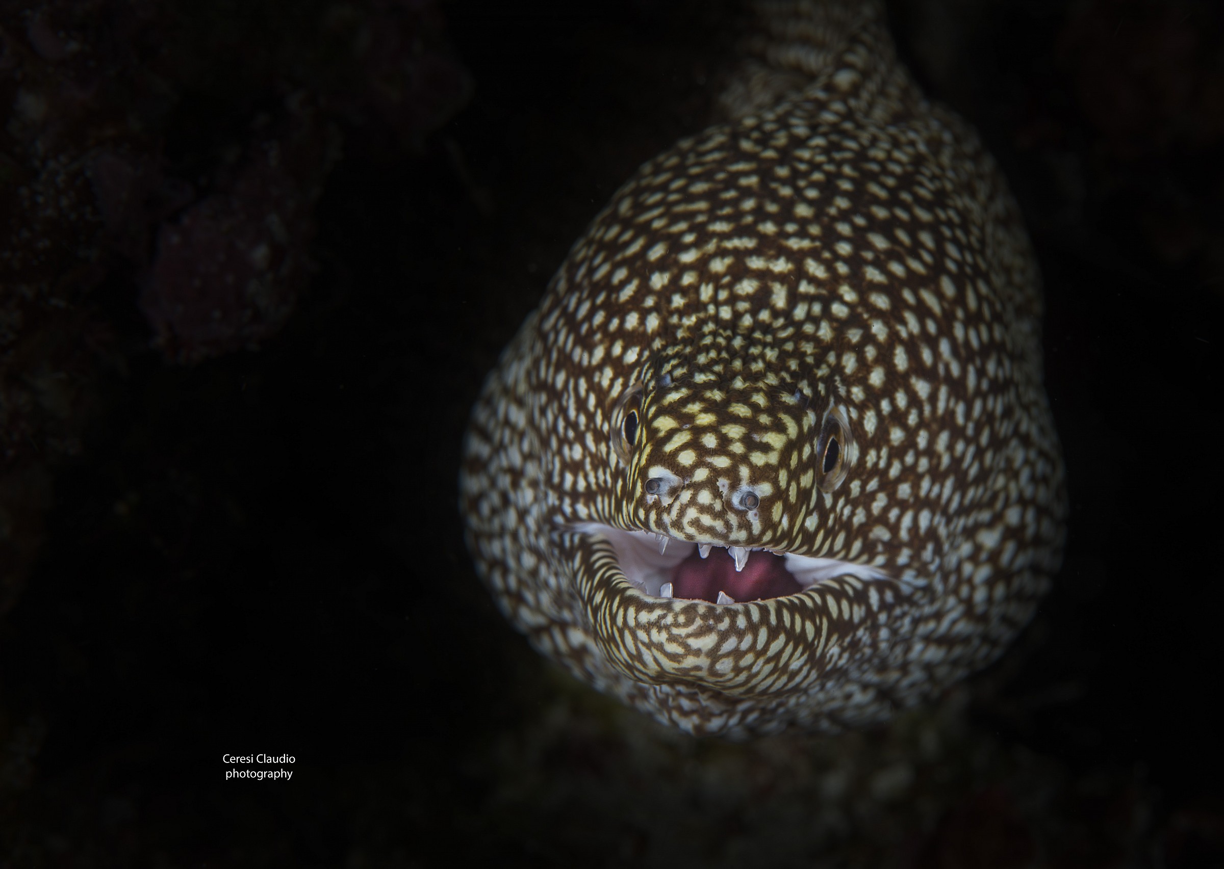 leopard moray