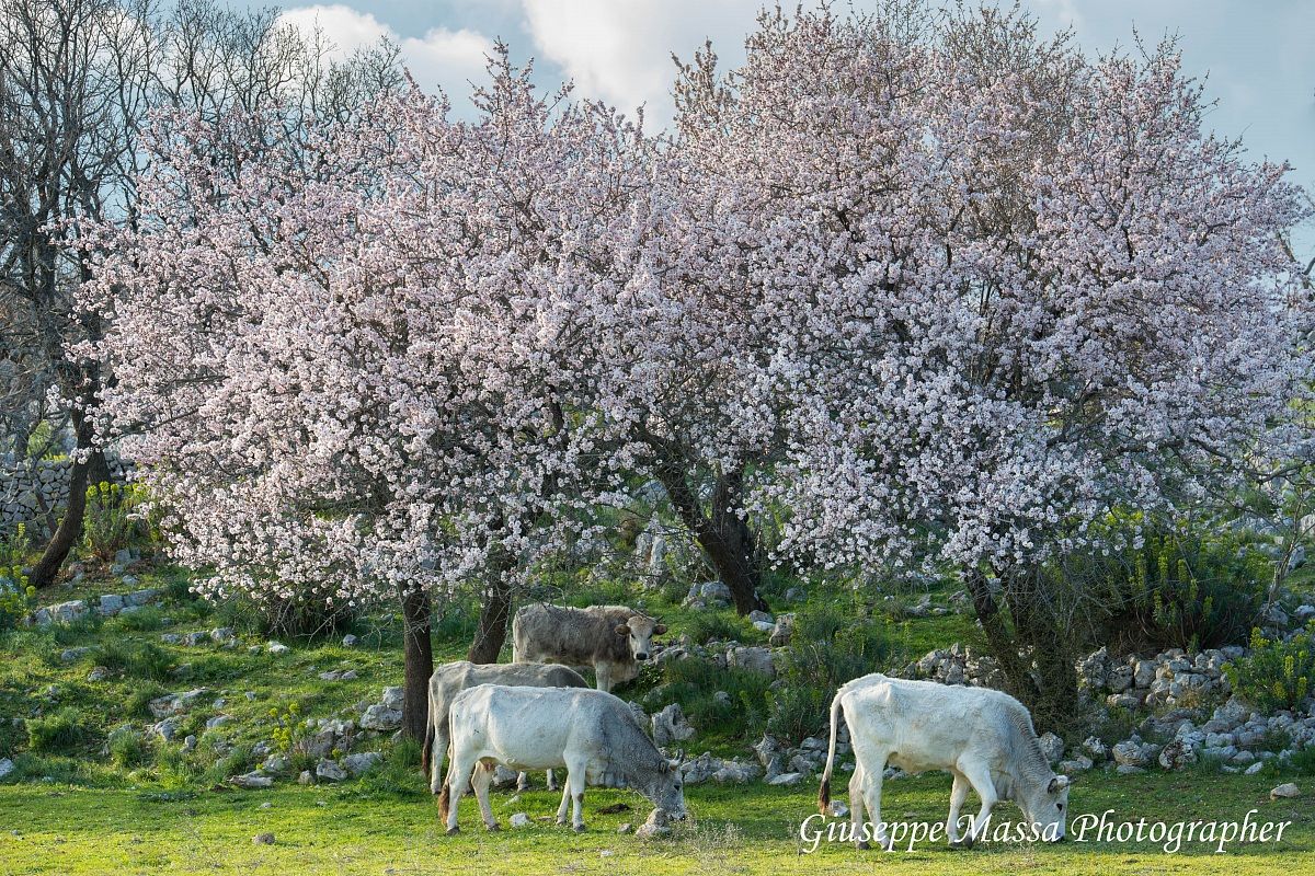 Primavera bucolica - 3
