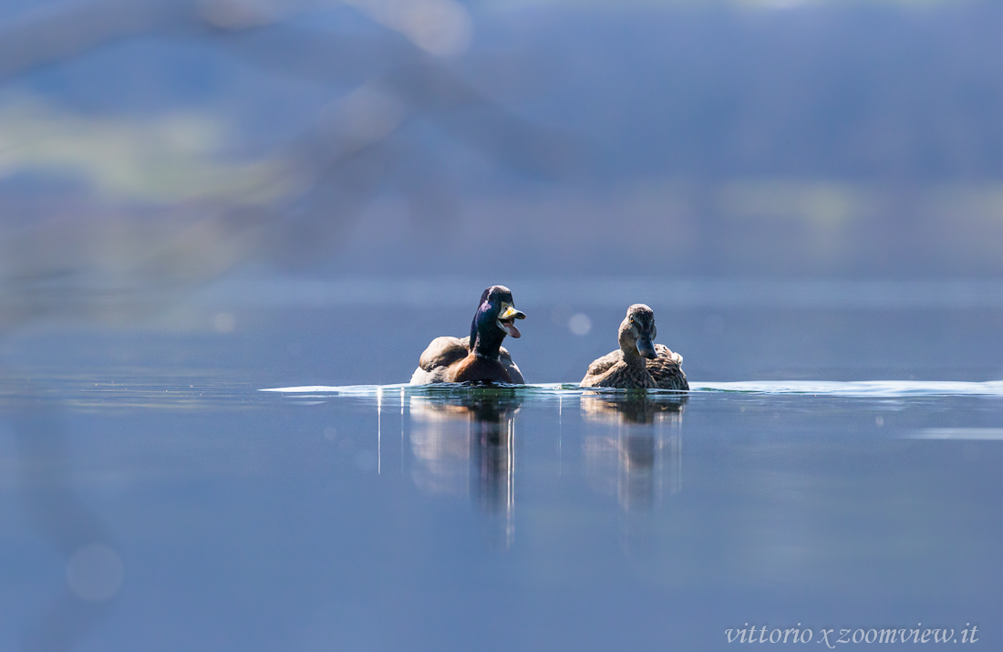 come ti stavo dicendo...