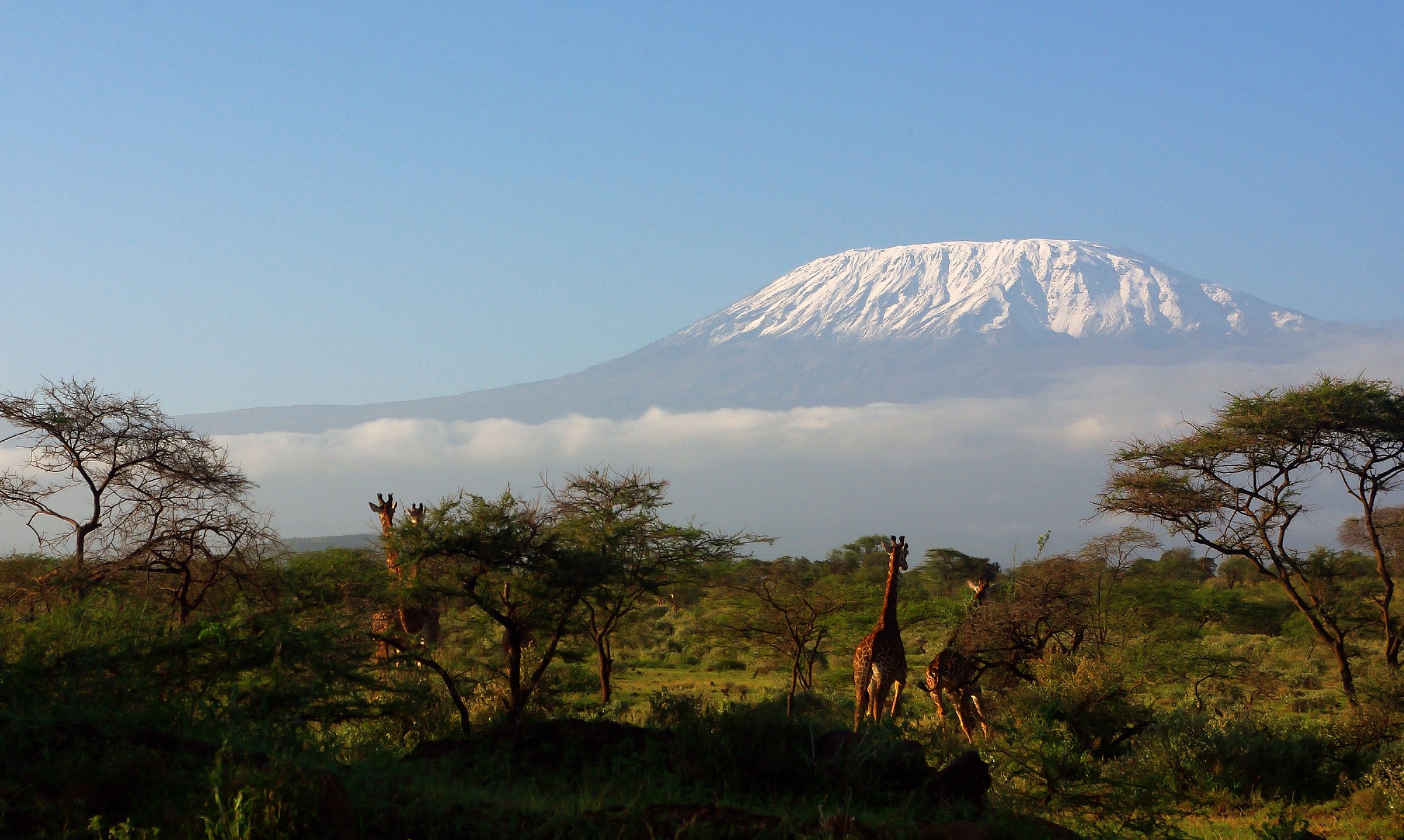Giraffe and Kilimanjaro