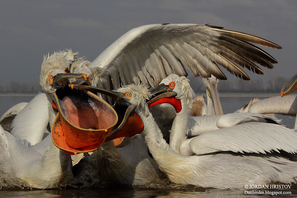Dalmatian Pelicans