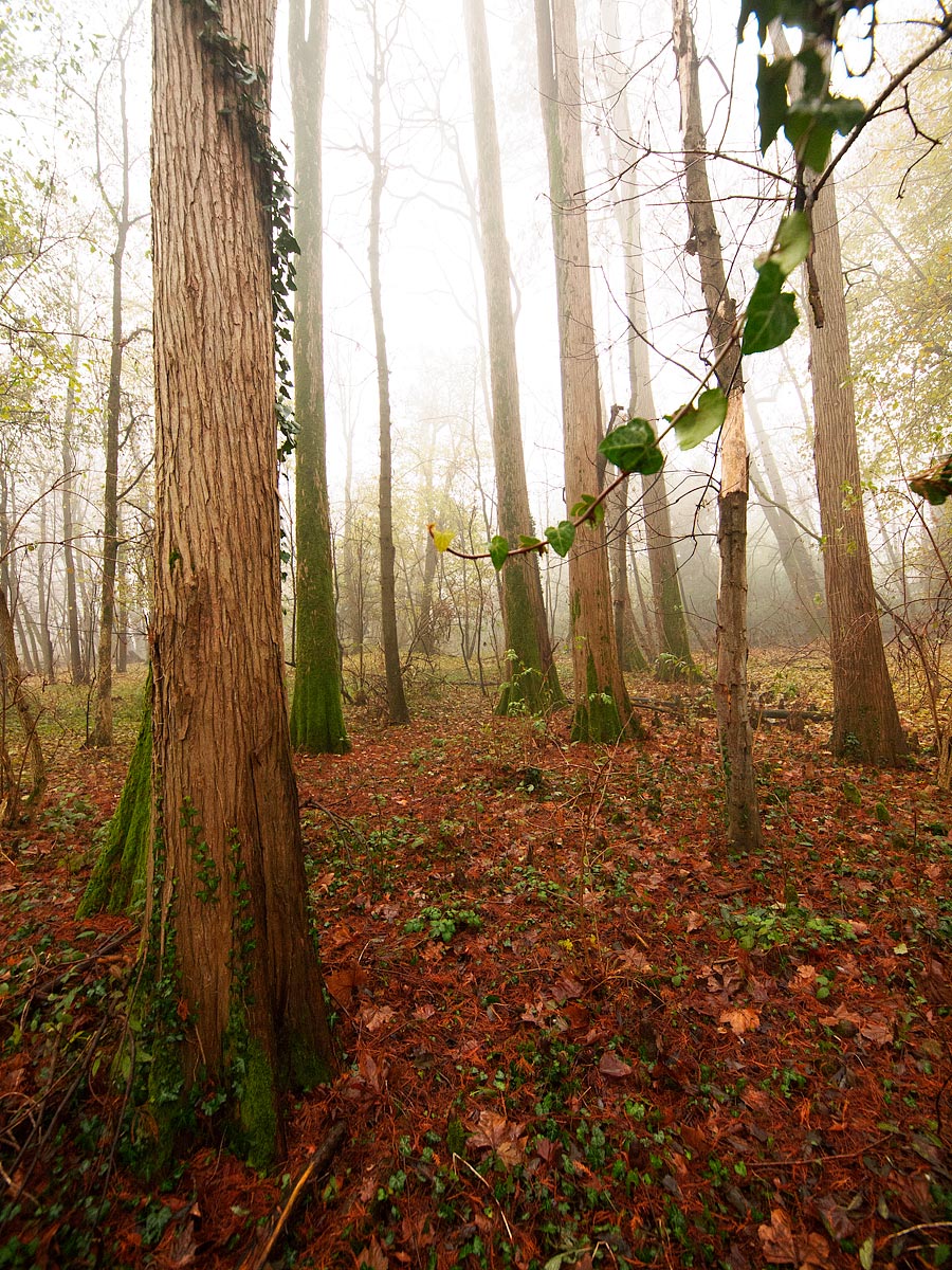 The forest forgotten.