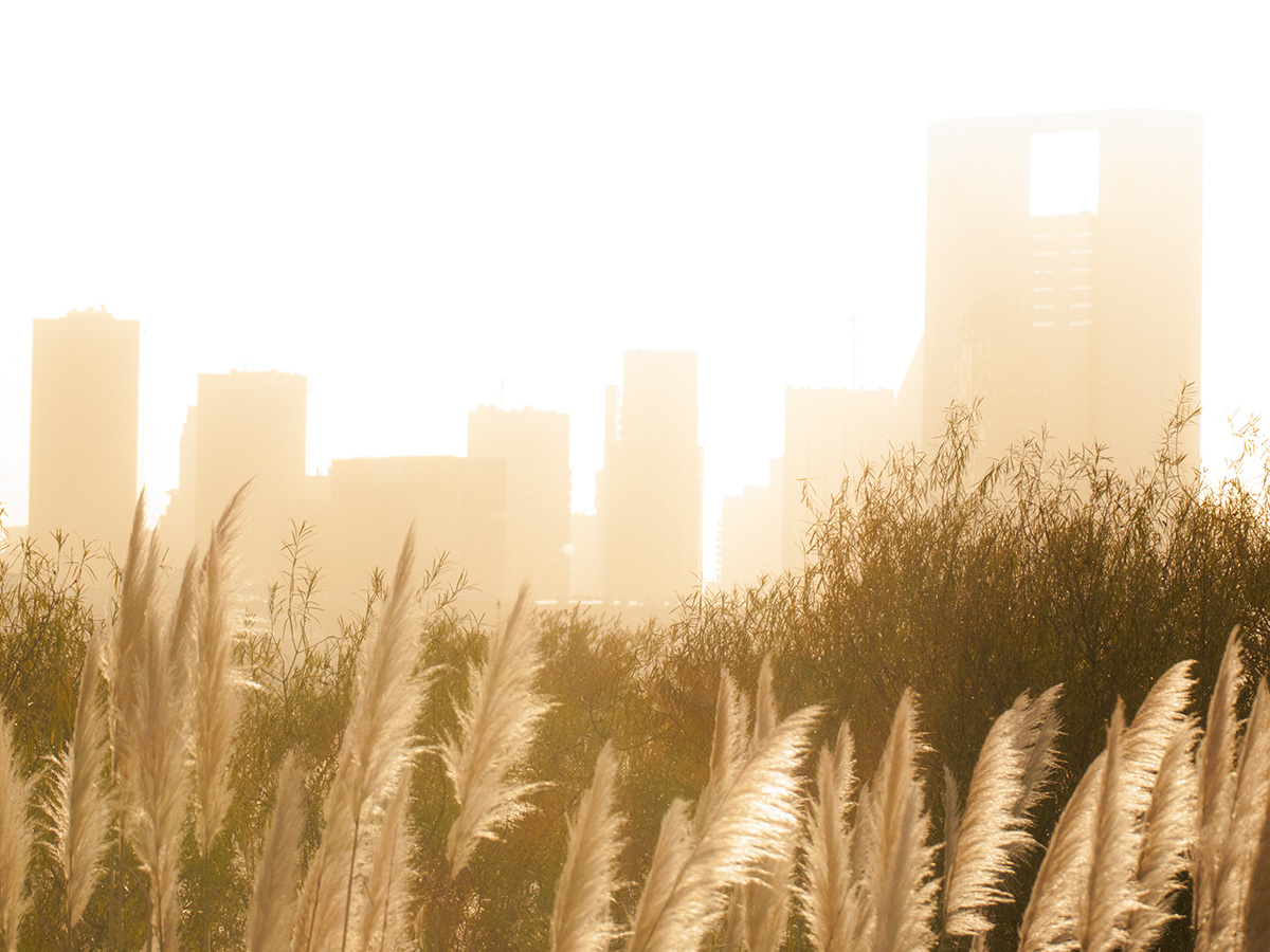 The Nature Reserve of Buenos Aires.