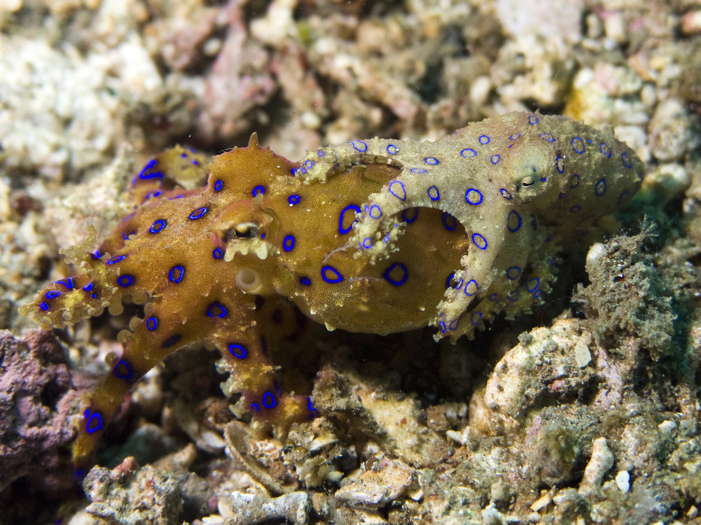 Blue Ringed Octopus Mating (Hapalochlaena lunulata)