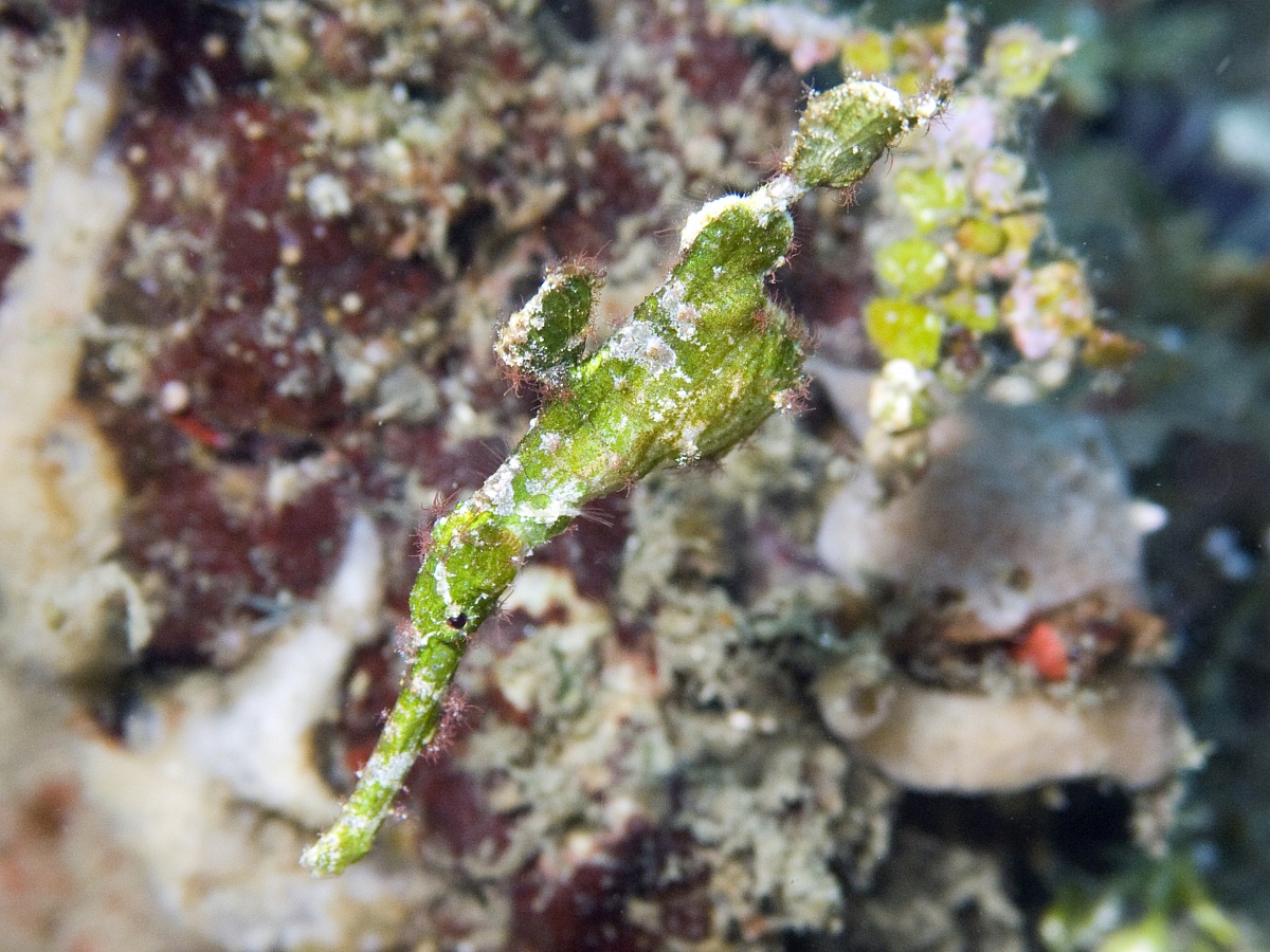 Green Robust Ghost Pipefish (Solenostomus cyanopterus)