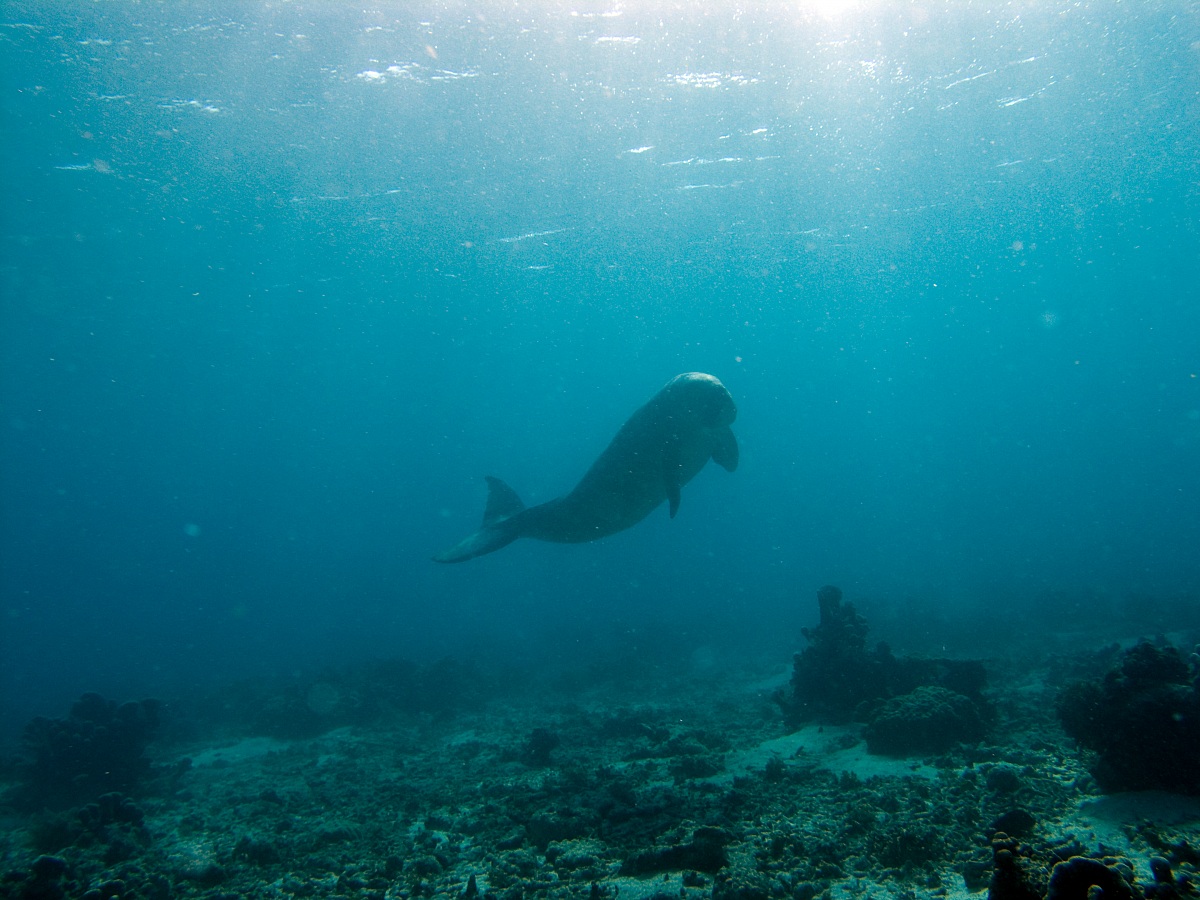 Dugong dugon, Gangga Island, August 2010