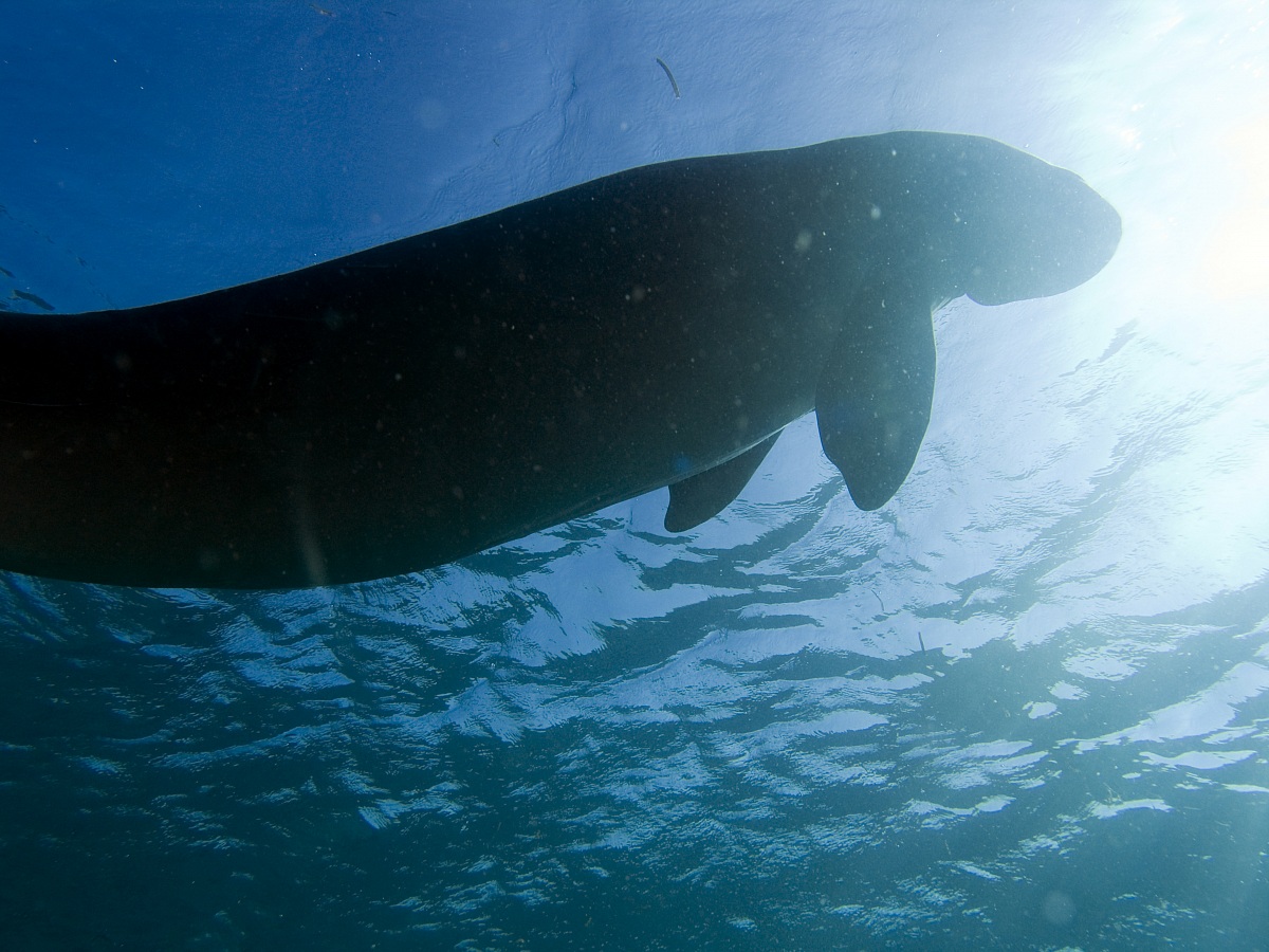 Dugong dugon close encounter, Gangga Isl, August 2010