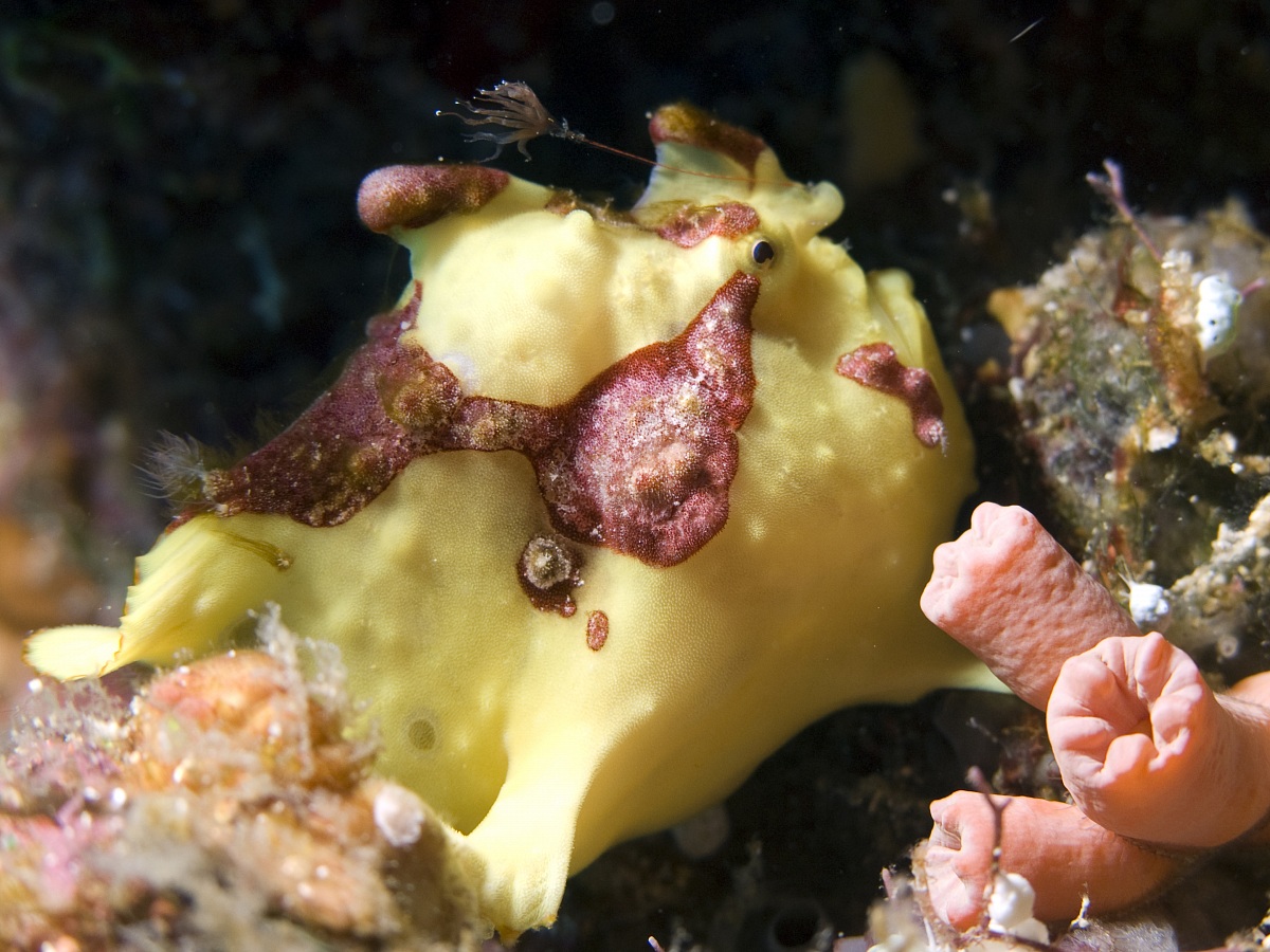 Clown Frogfish (Antennarius maculatus) - Bunaken 2010