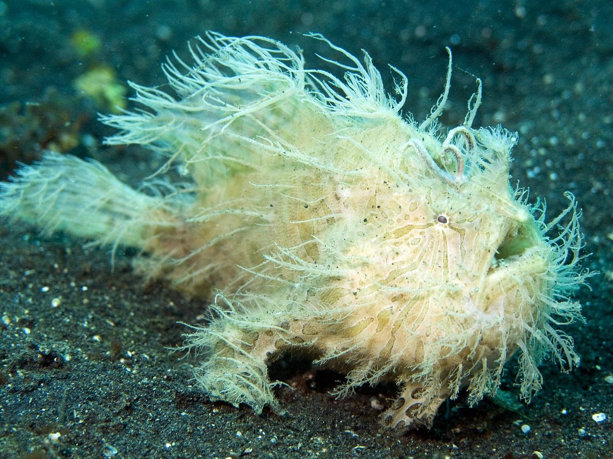 Hairy Frogfish (Antennarius striatus) - Lembeh 2010