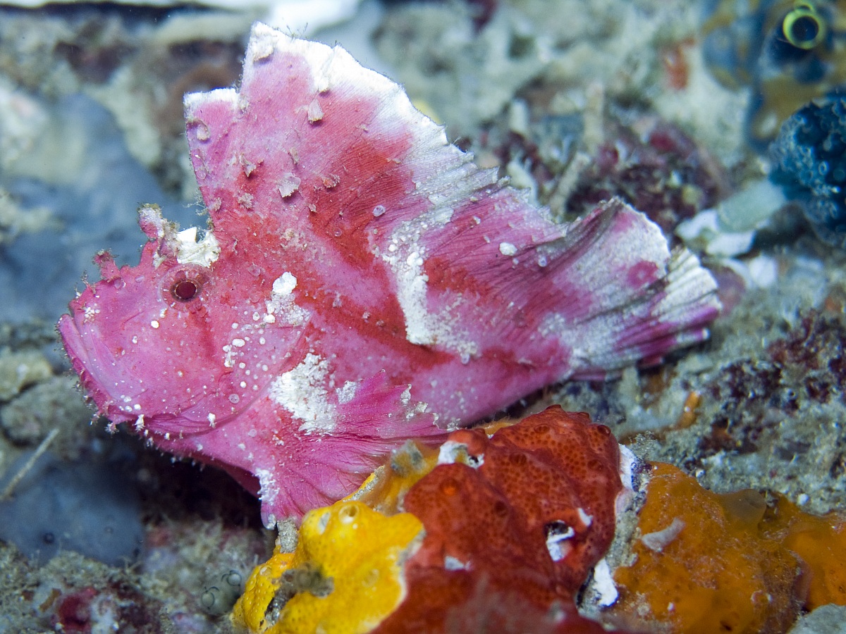 Pink Leaf Scorpionfish (Taenianotus triacanthus)