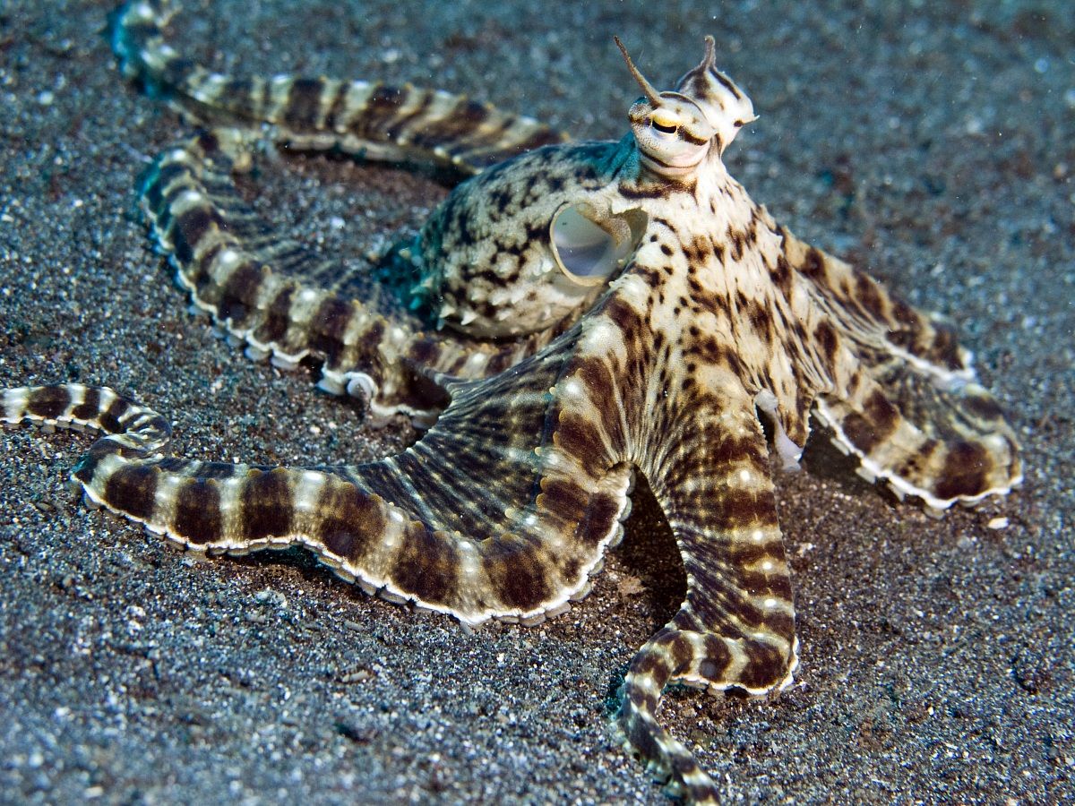 Mimic Octopus (Thaumoctopus mimicus), Lembeh 2010