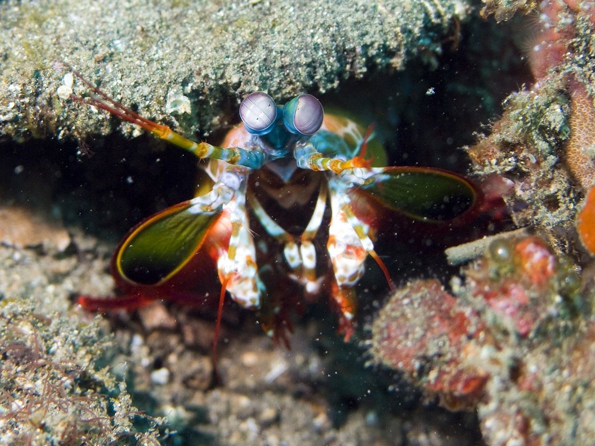 Peacock Mantis Shrimp (Odontodactylus scyllarus)