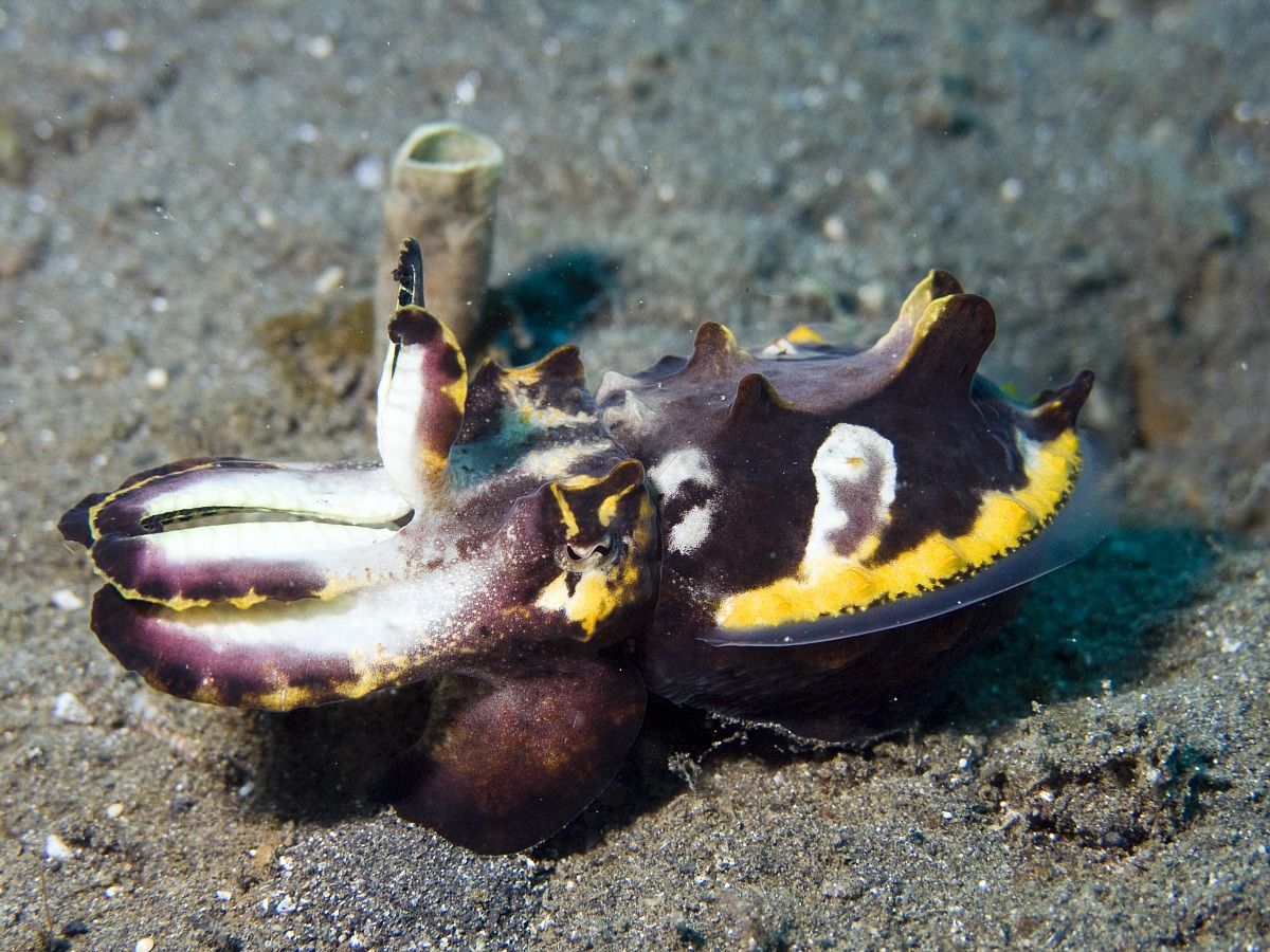 Flamboyant Cuttlefish (Metasepia pfefferi), Lembeh 2010