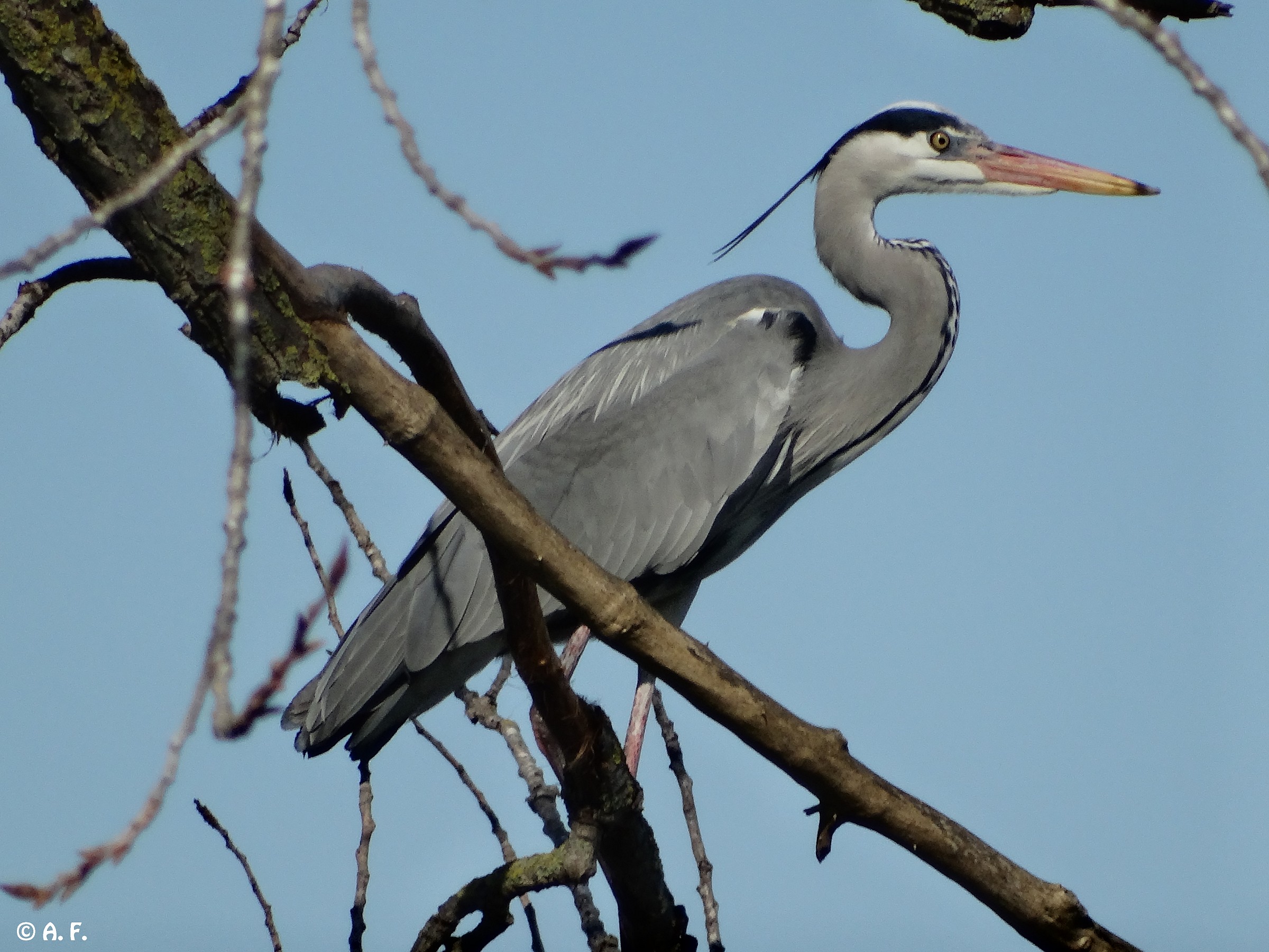 Grey Heron