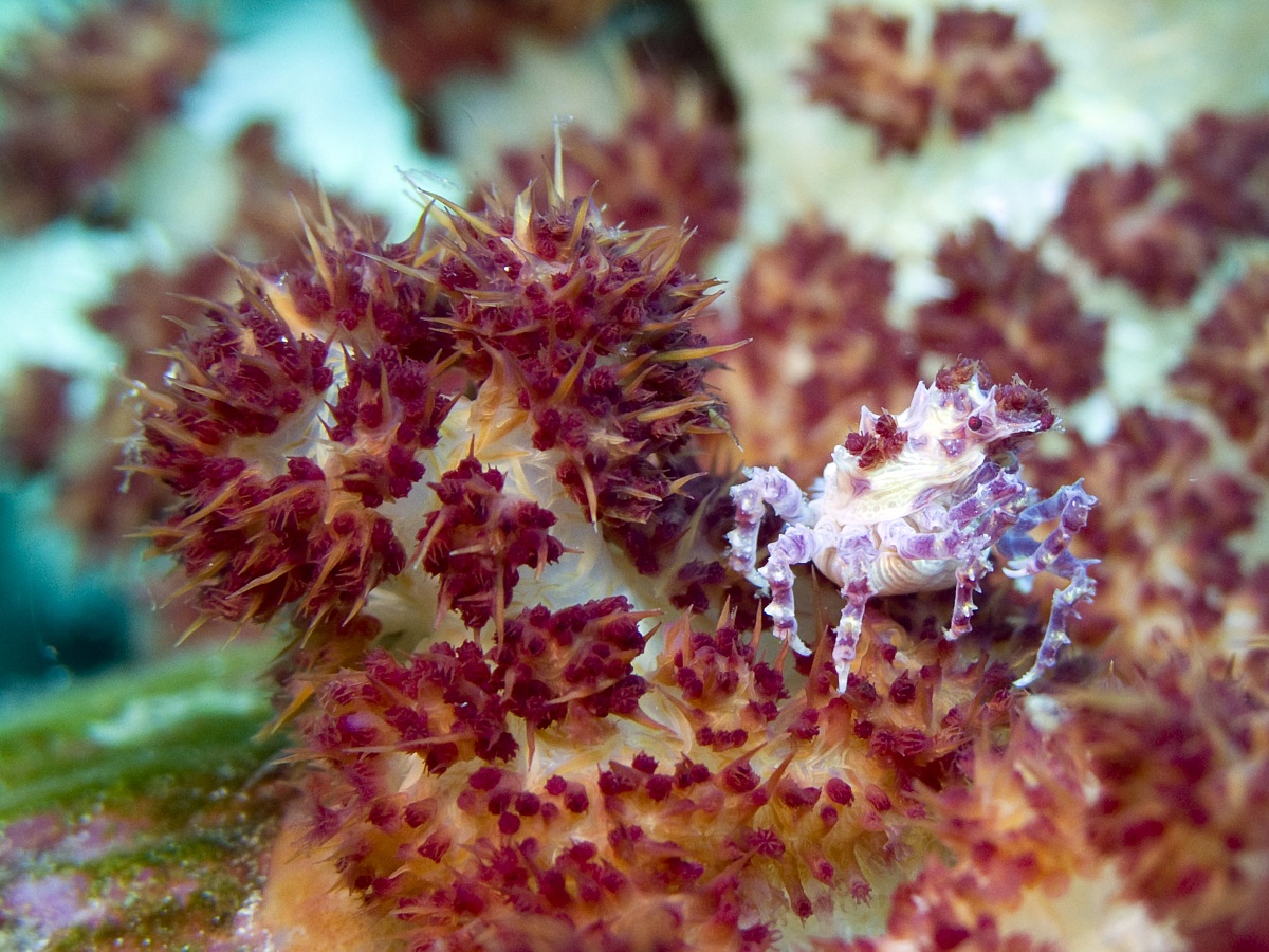 Candy crab (Hoplophrys oatesi)