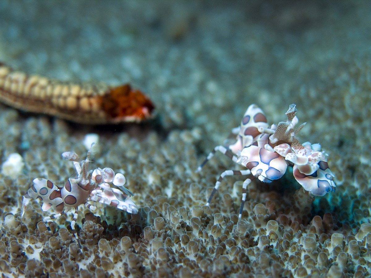 Harlequin Shrimps (Hymenocera elegans)