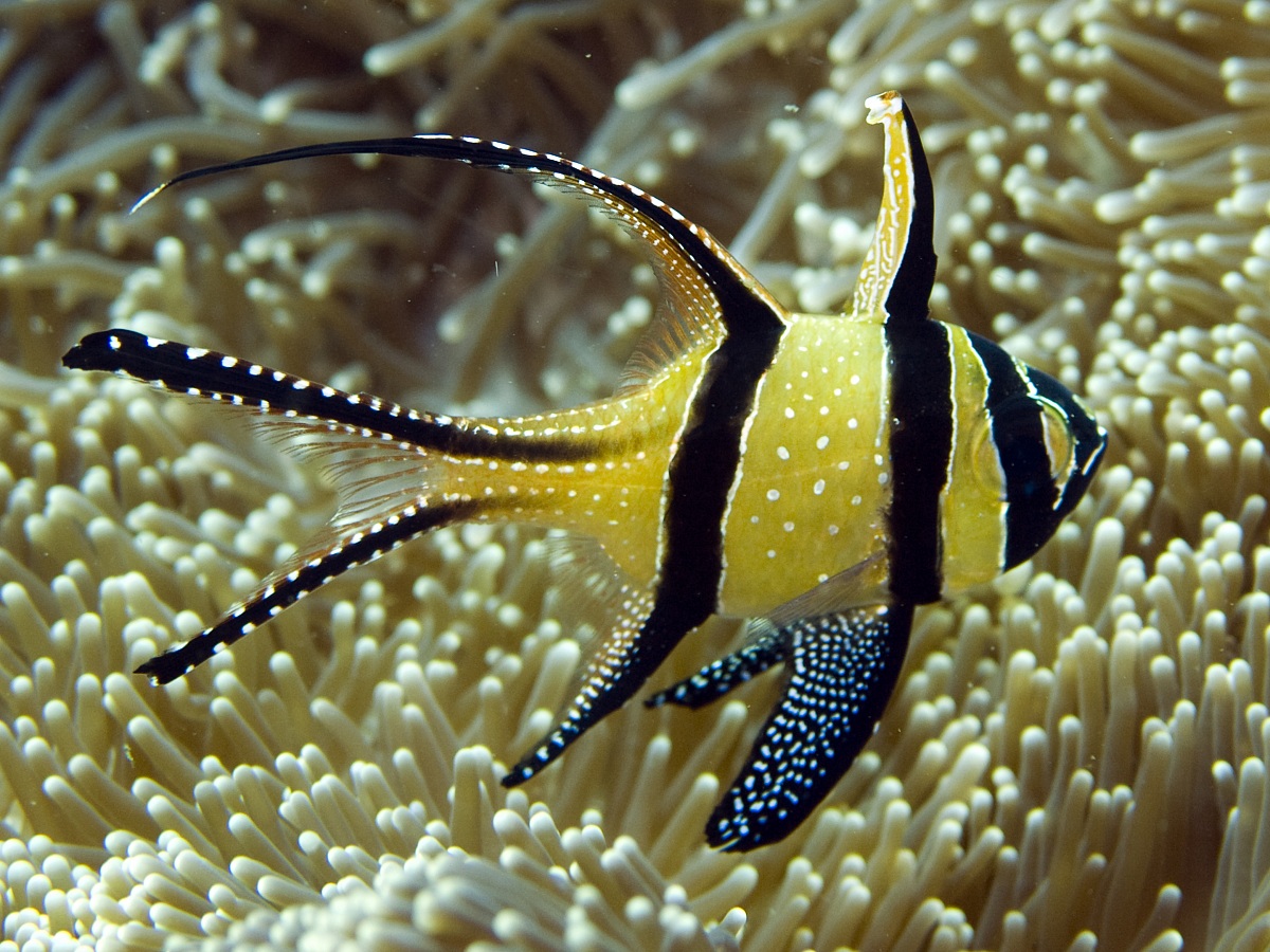 Banggai cardinalfish (Pterapogon kauderni)