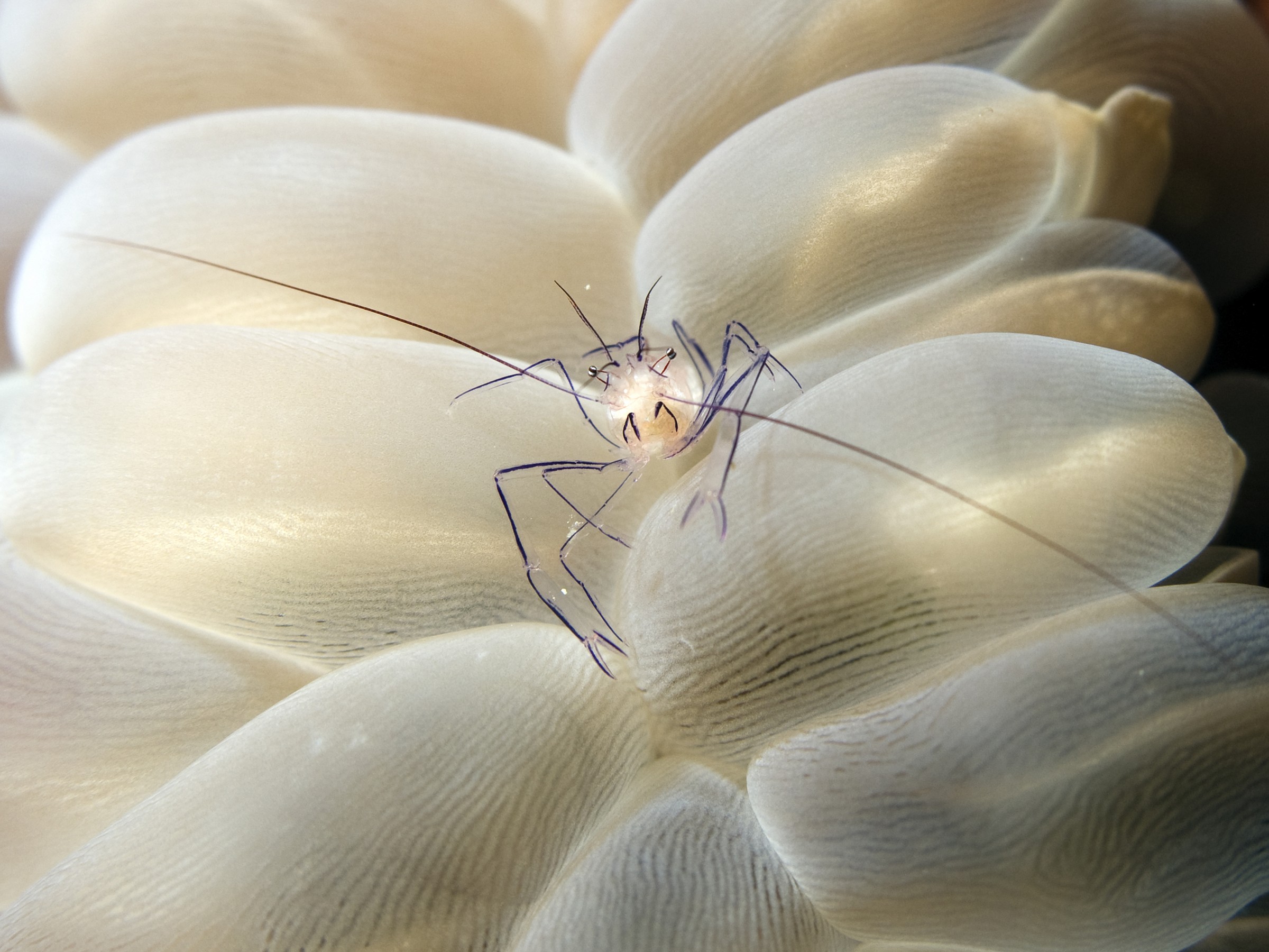 Bubble Coral Shrimp (Vir philippinensis) - Bunaken