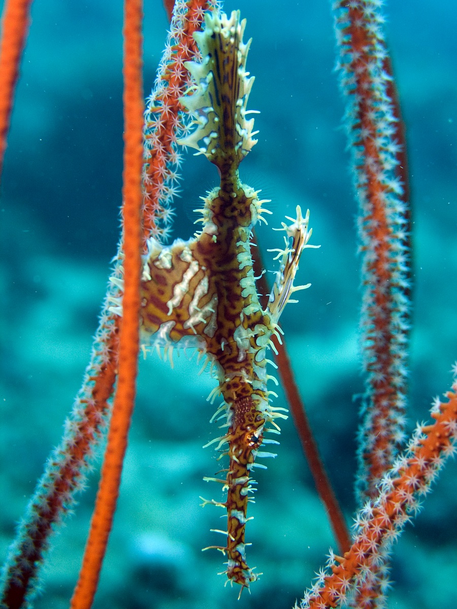 Ornate Pipe Ghostfish (Solenostomus paradoxus)