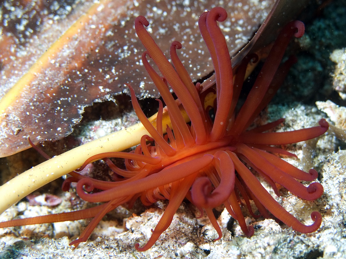 Electric Clam (Lima scabra) - Bangka Archipelago 2010