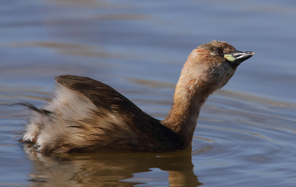 Little Grebe