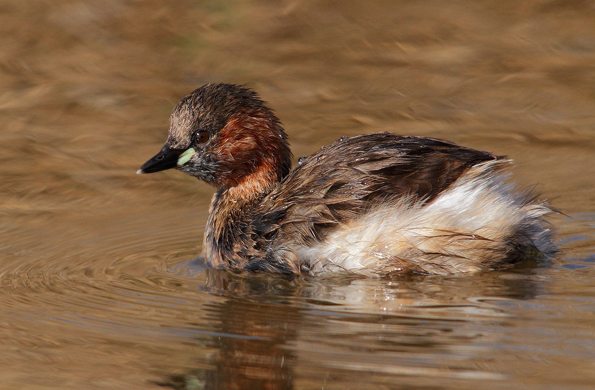 Little Grebe
