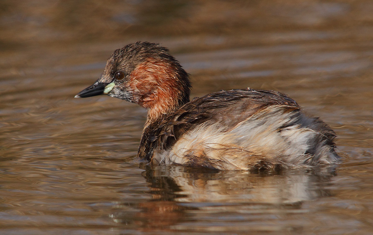 Little Grebe