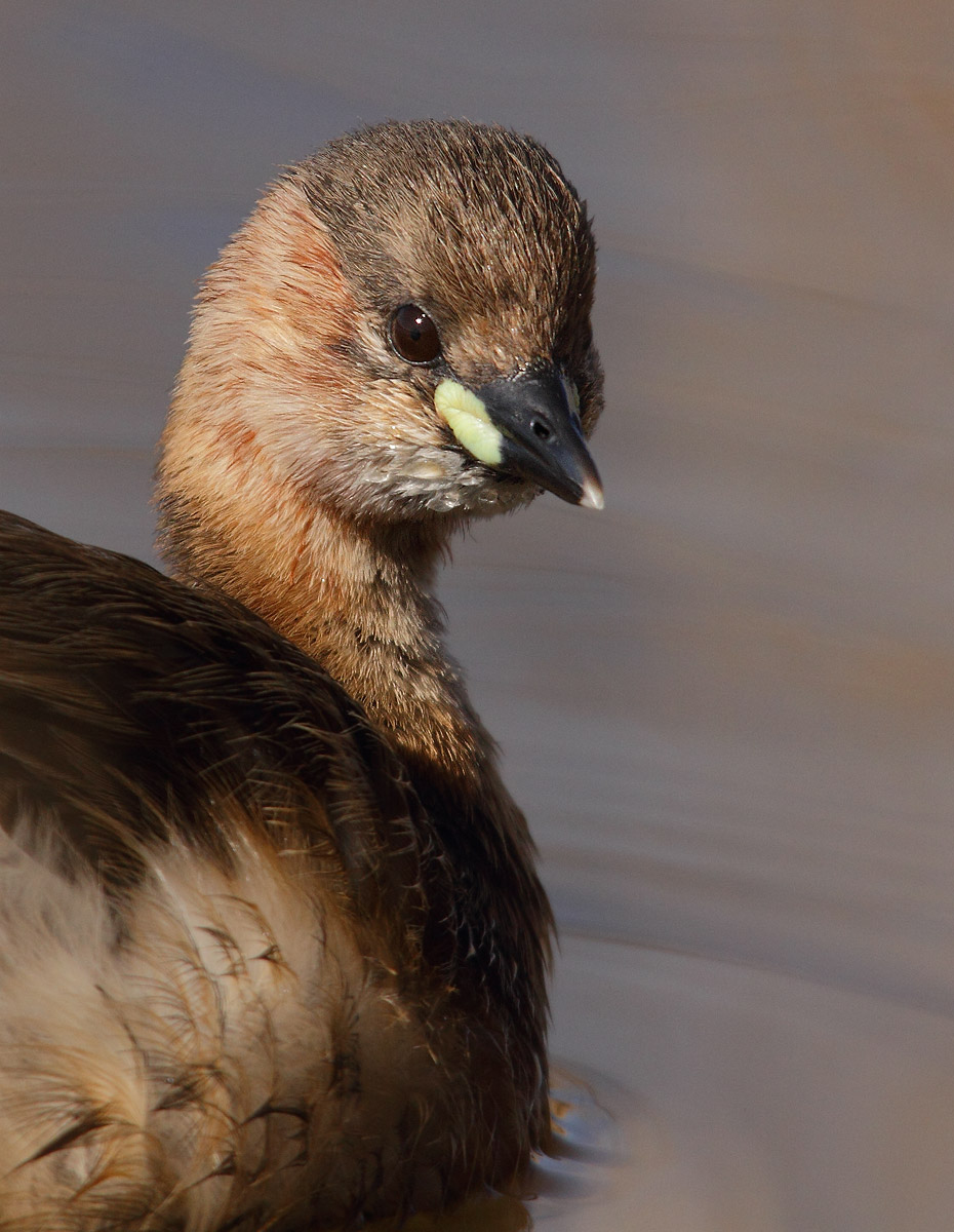 Little Grebe