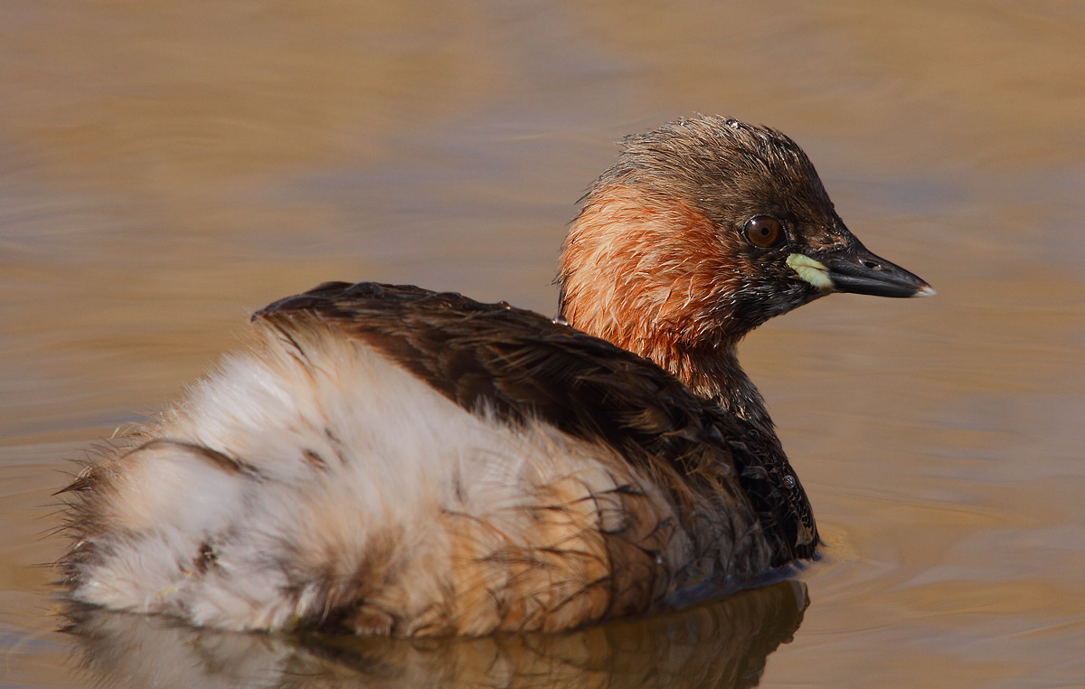 Little Grebe