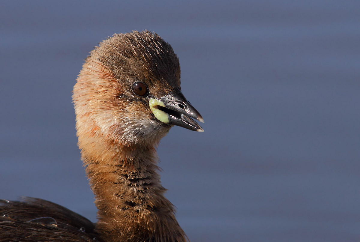 Little Grebe