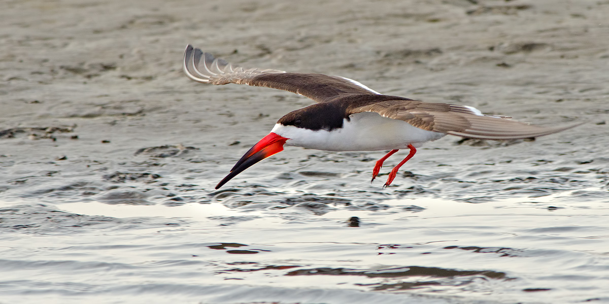 beak African Skimmer