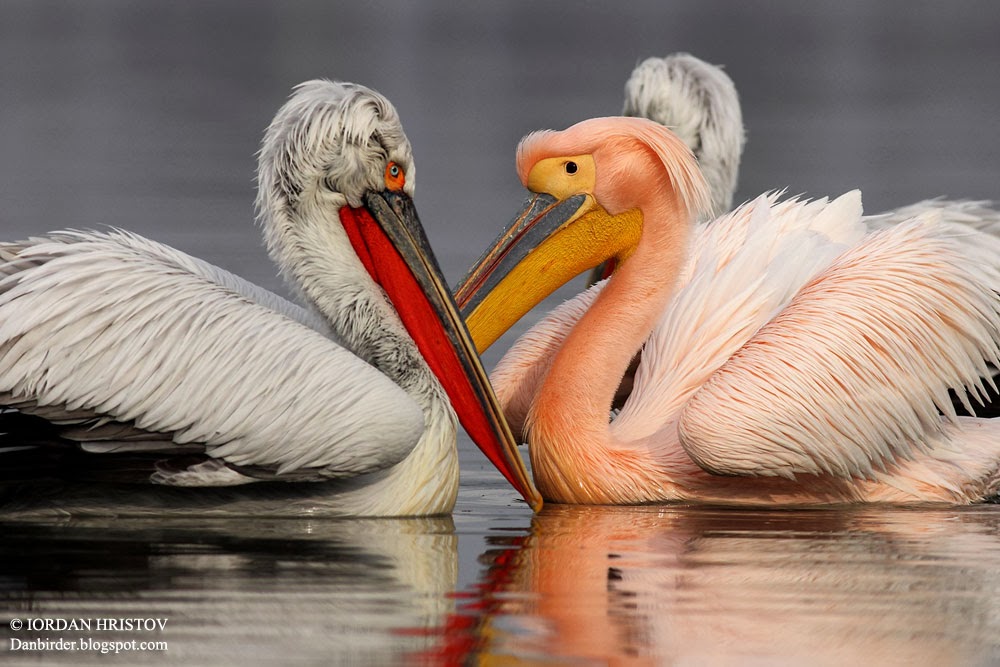 White and Dalmatian Pelican