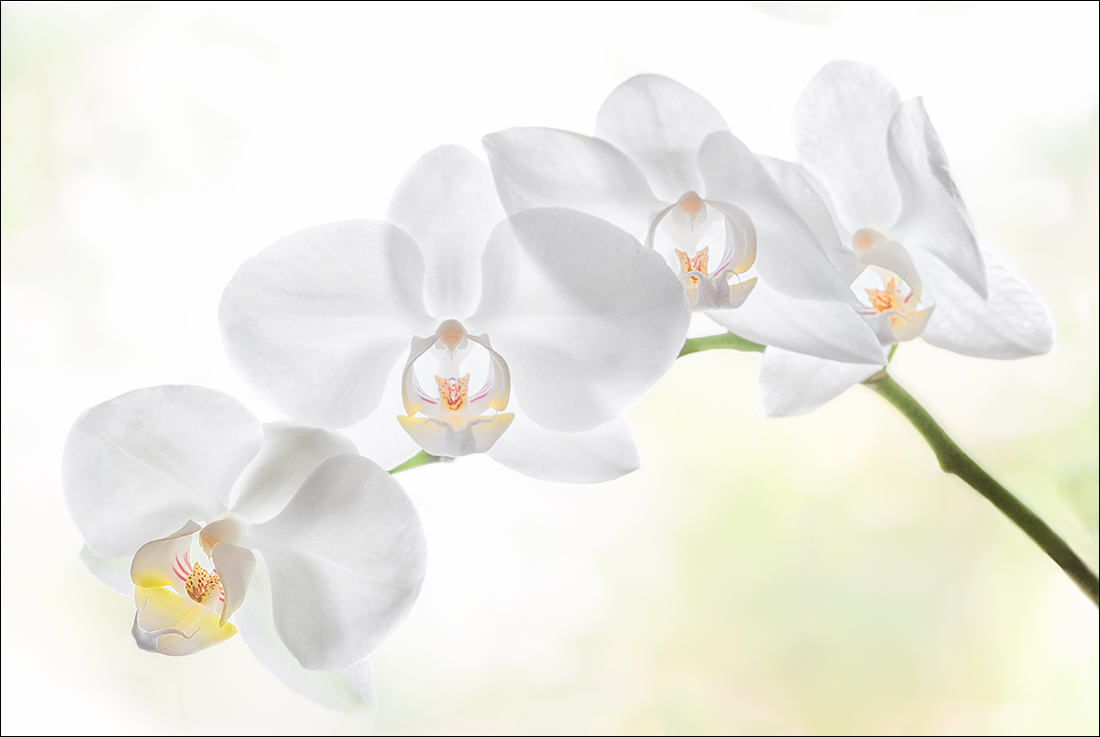 Ballet orchids