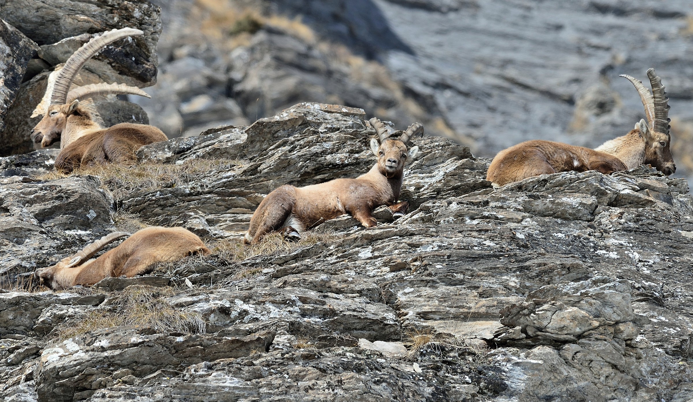 gruppo di stambecchi