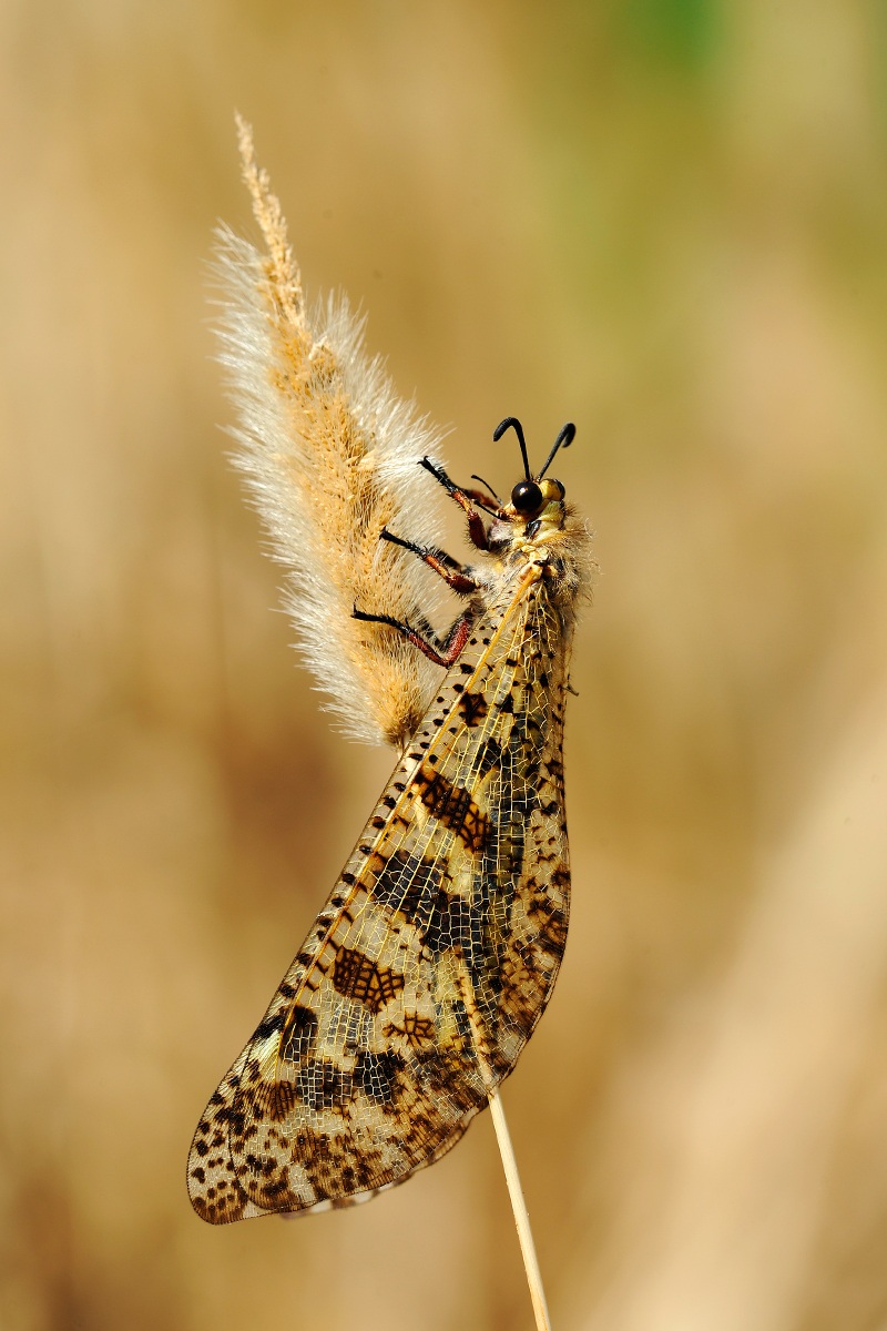 Palpares libelluloides