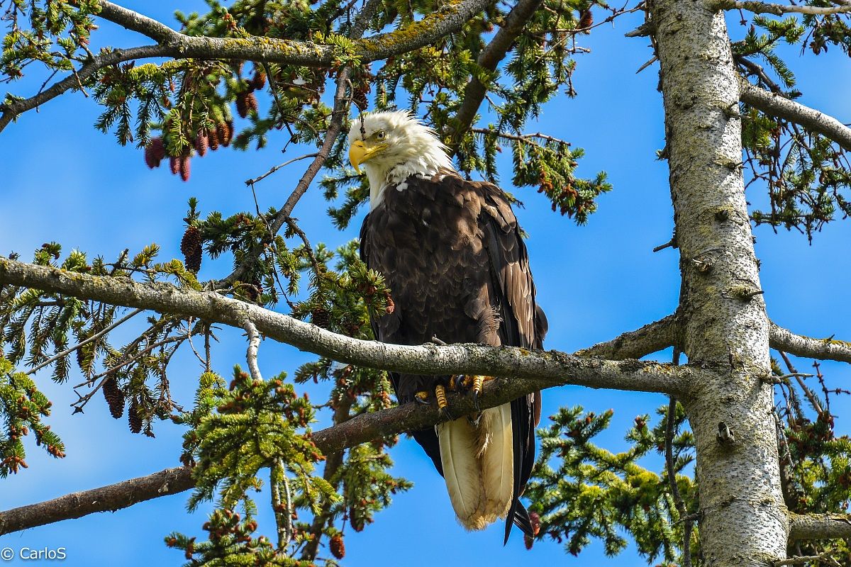Bald Eagle