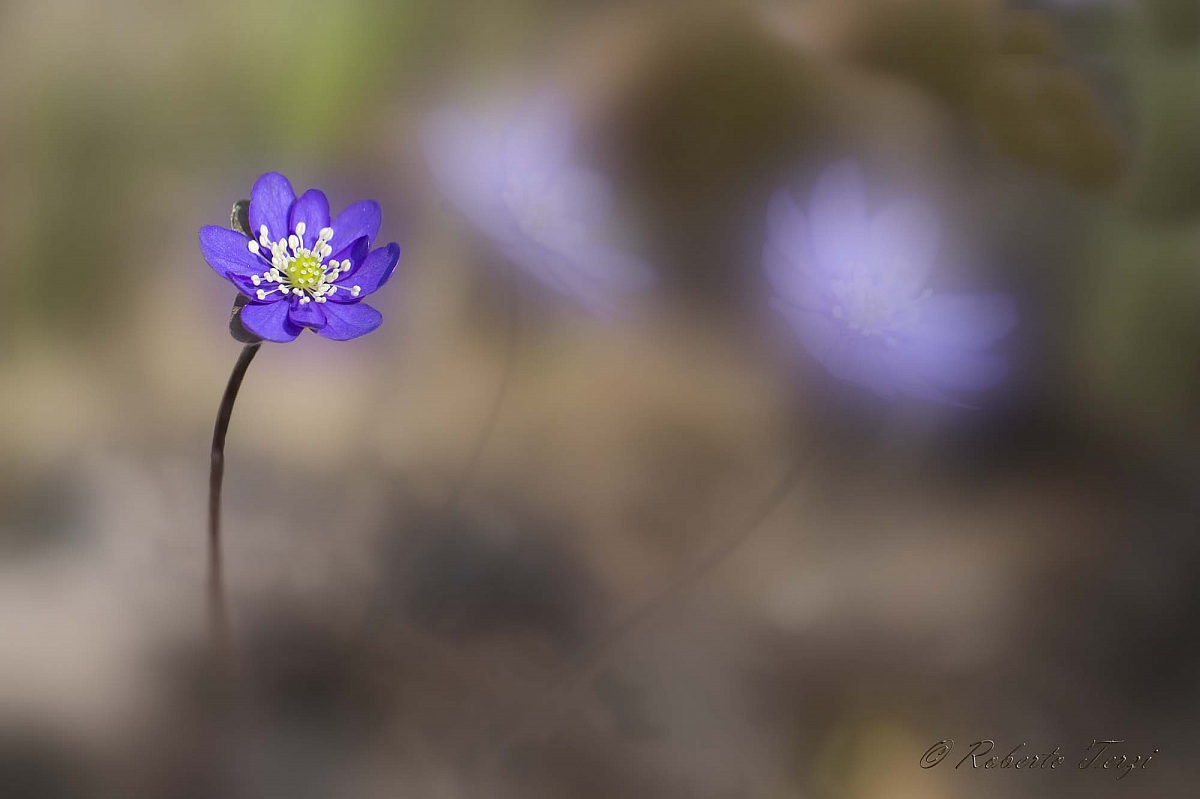 hepatica nobilis