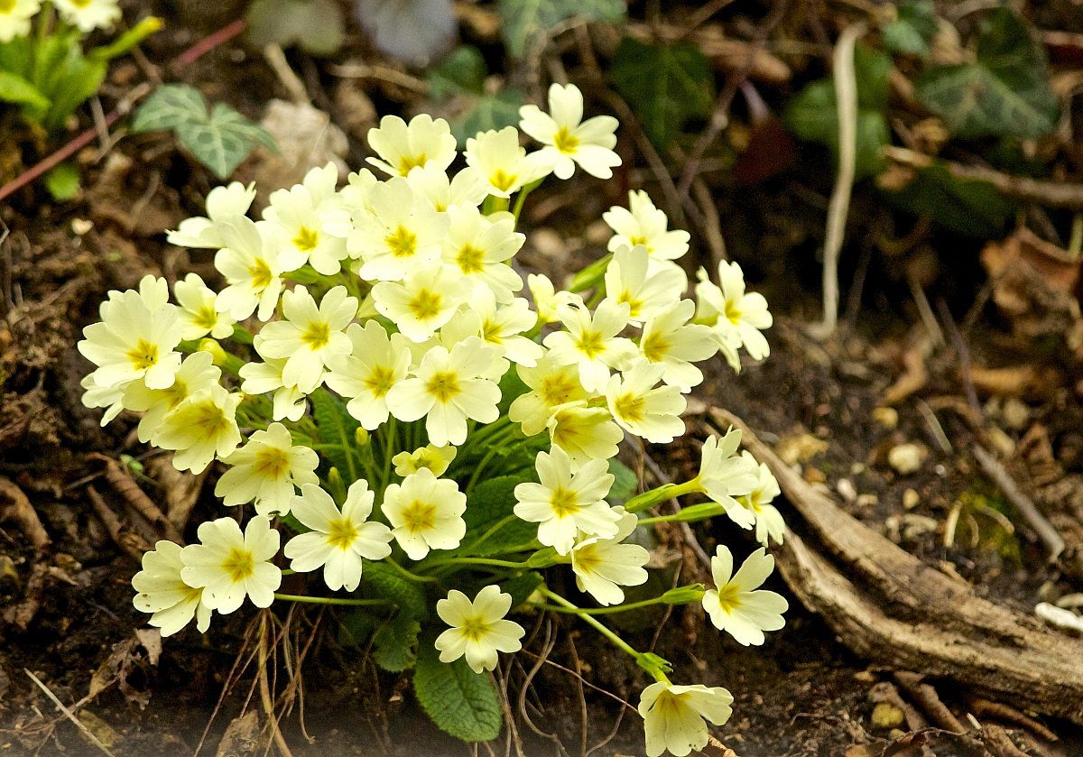 the cheerful spring.