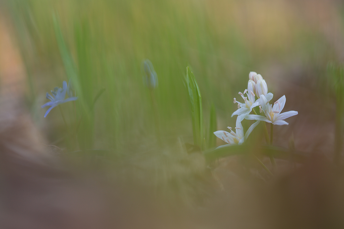 Scilla bifolia