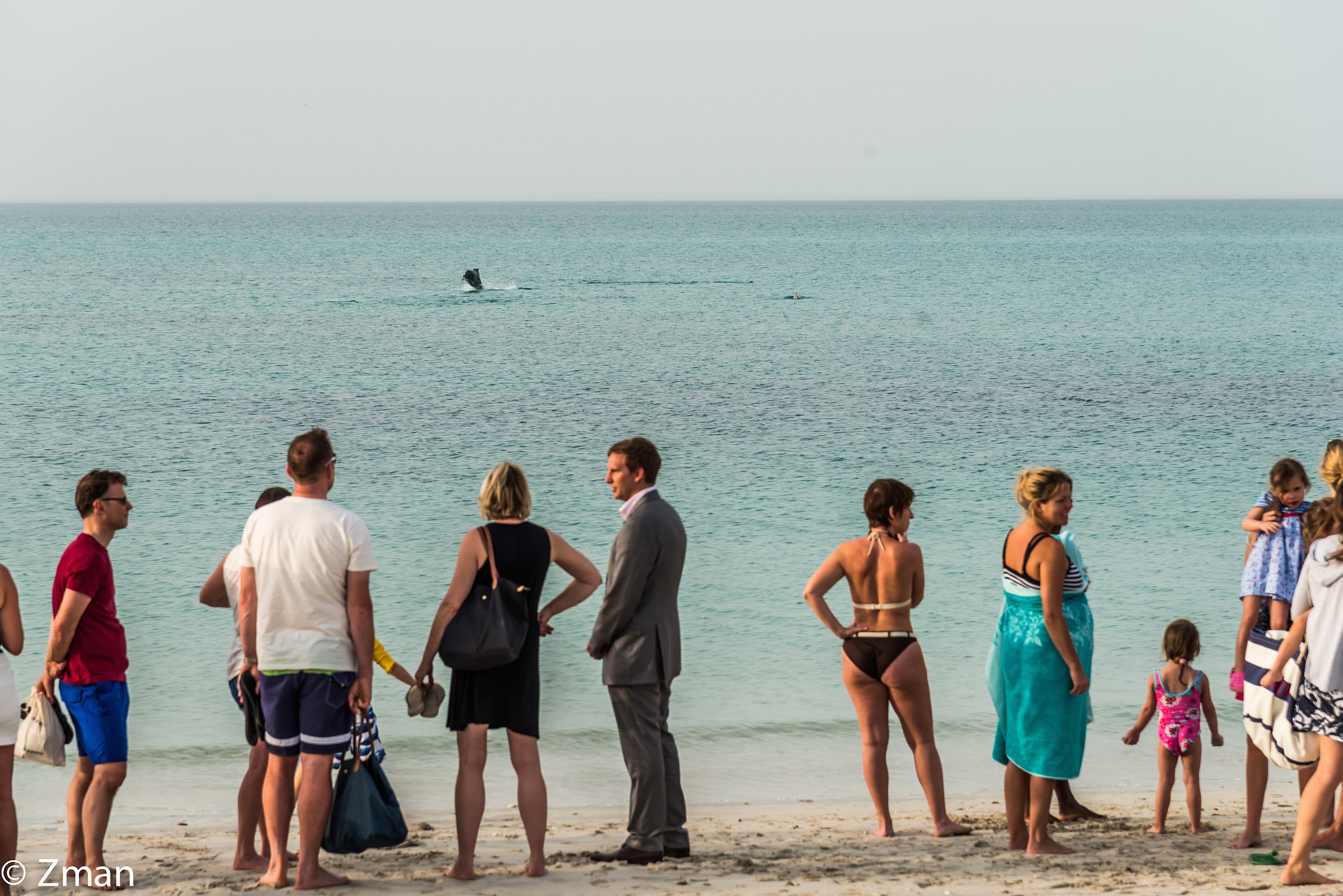 No Nuoto Oggi ci sono Dolphins On Shore