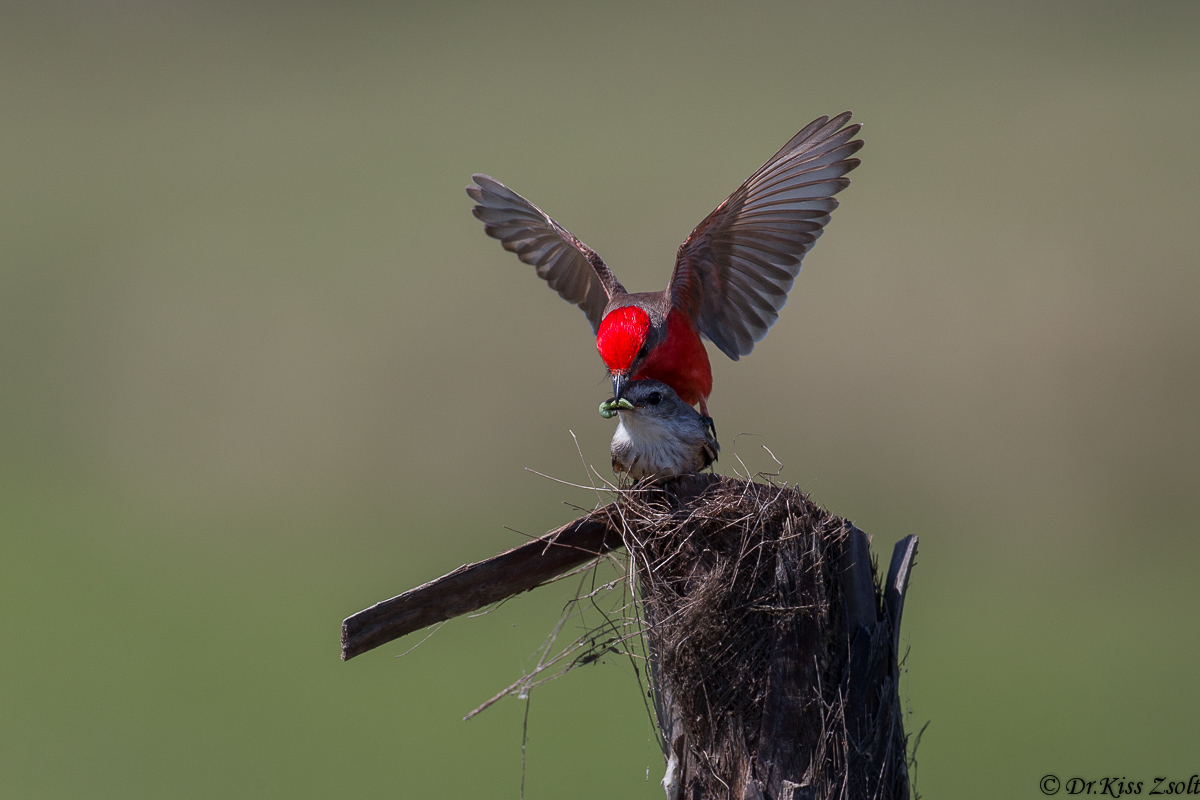 L'accoppiamento di Vermilion pigliamosche I.